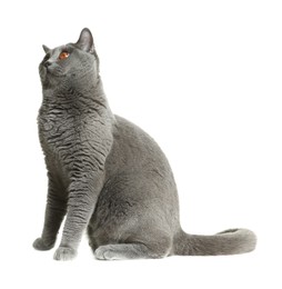 Photo of Adorable grey British Shorthair cat on white background