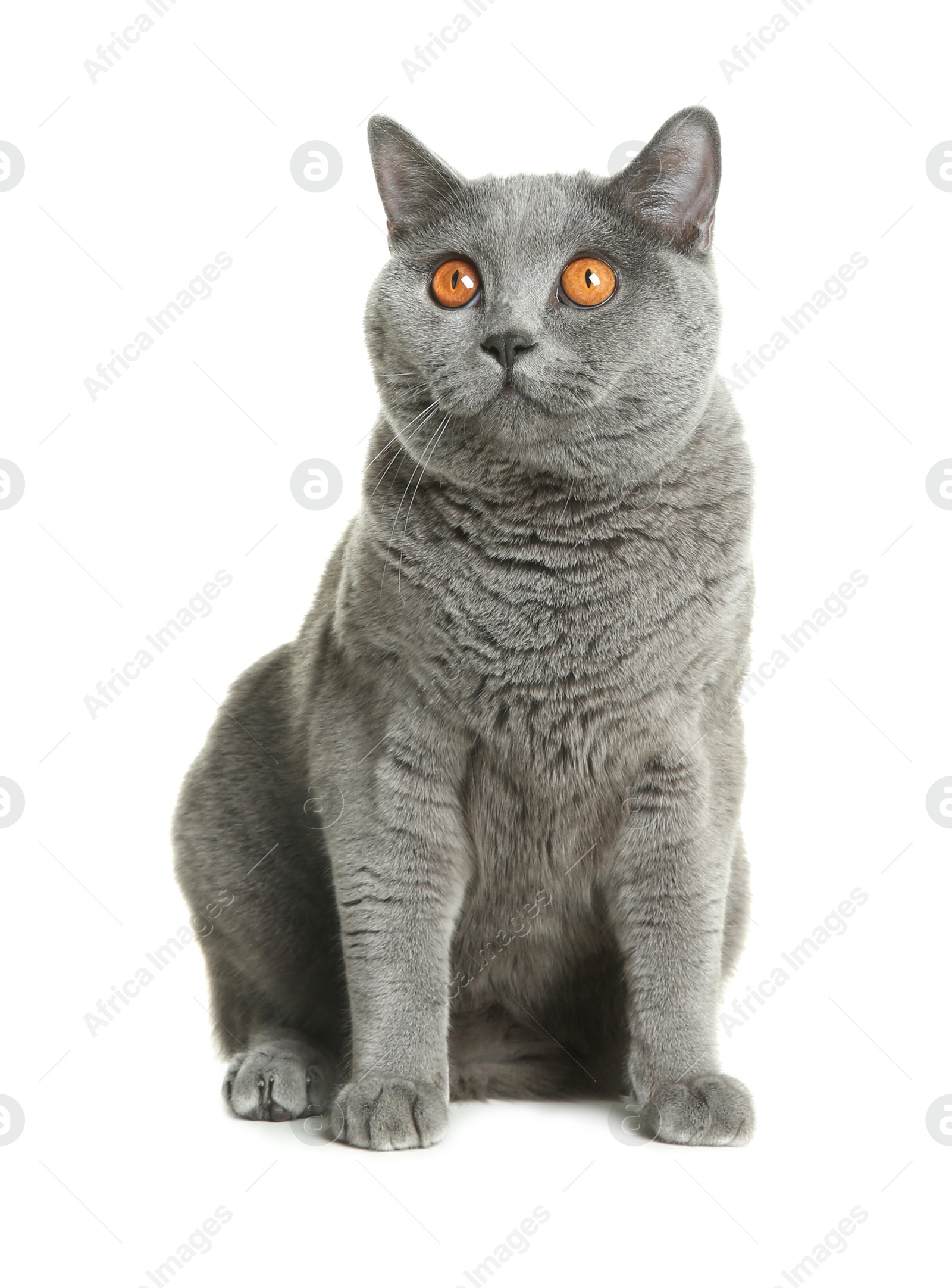 Photo of Adorable grey British Shorthair cat on white background