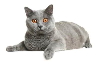 Photo of Adorable grey British Shorthair cat on white background