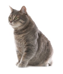 Photo of Beautiful grey tabby cat on white background. Cute pet