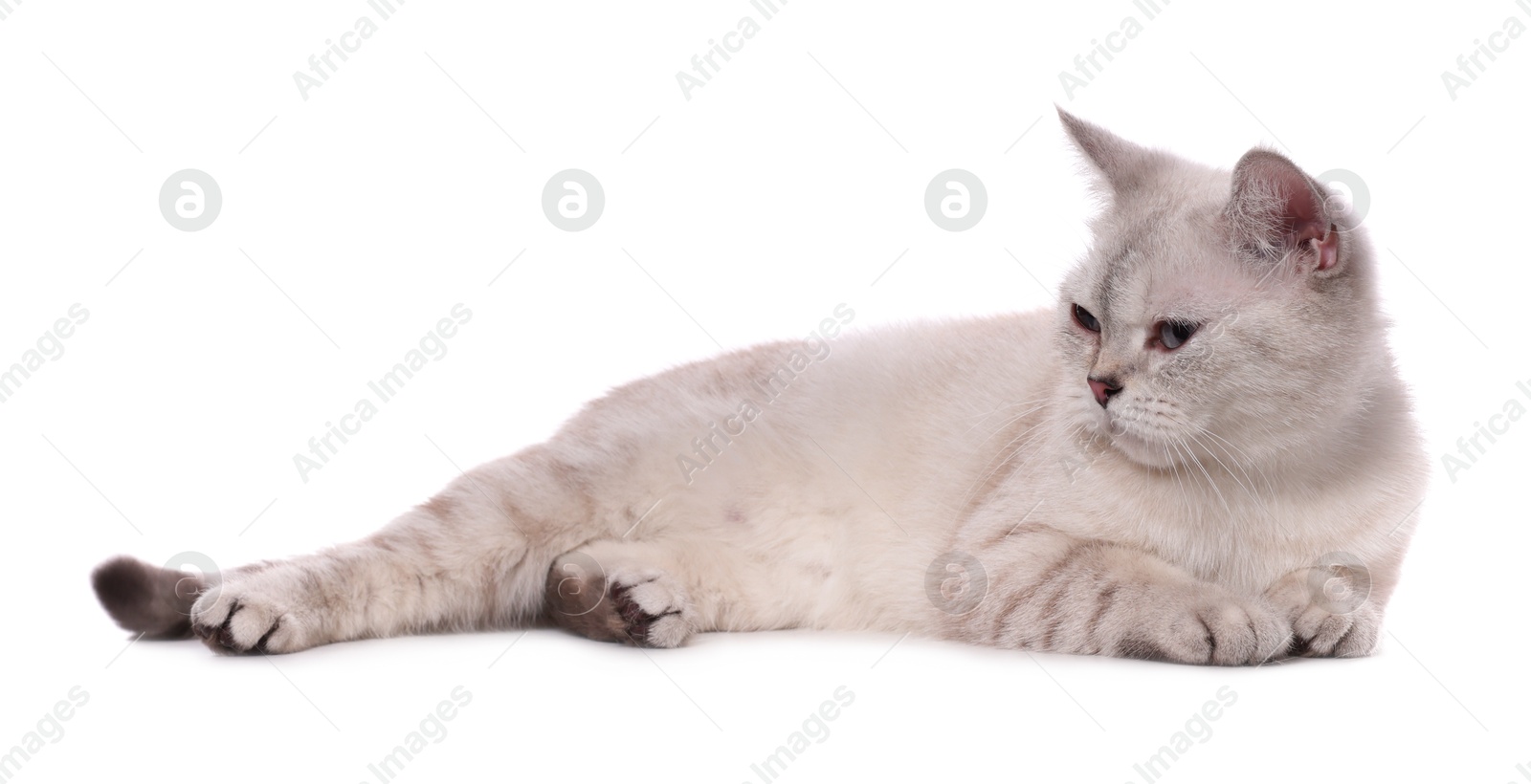 Photo of Cute British Shorthair cat on white background