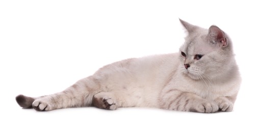 Photo of Cute British Shorthair cat on white background