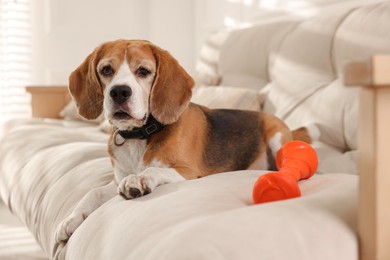 Photo of Cute dog playing with toy on sofa at home. Adorable pet