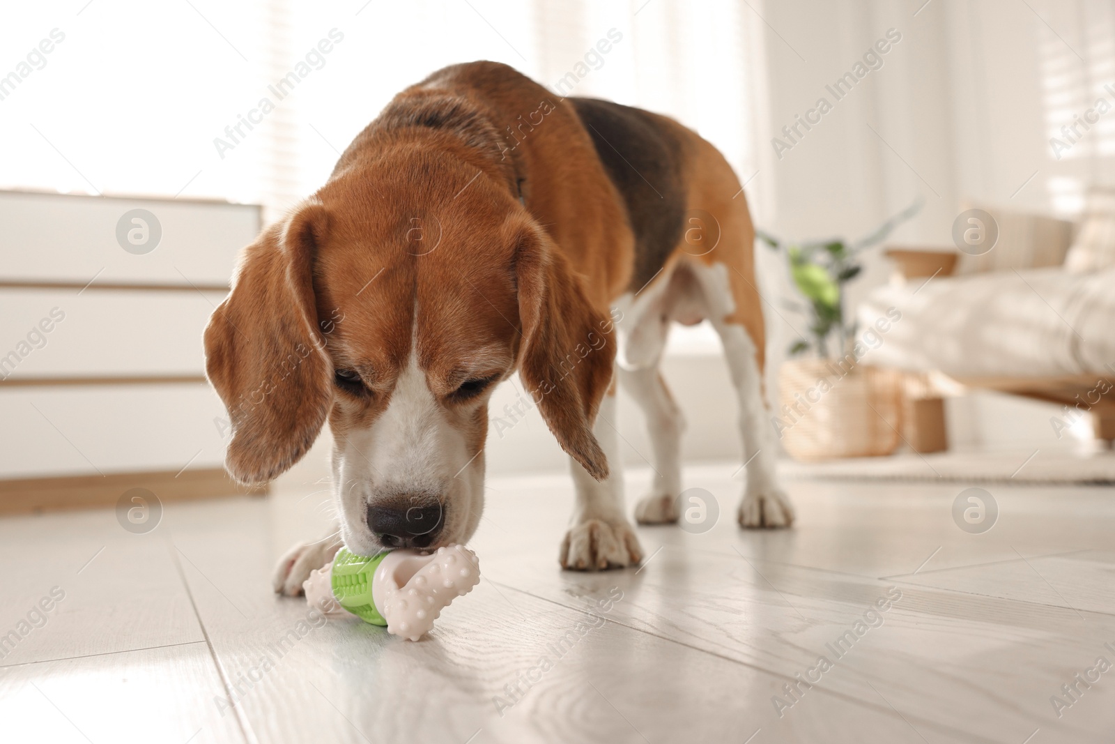 Photo of Cute dog playing with toy at home. Adorable pet