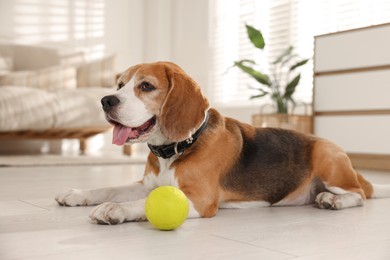 Photo of Cute dog playing with toy at home. Adorable pet