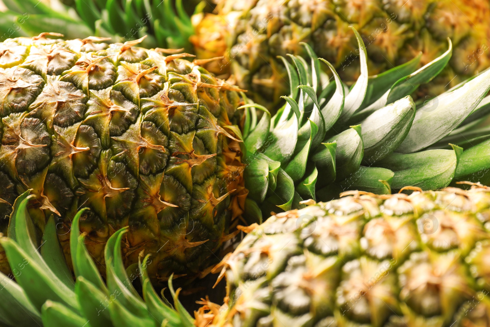 Photo of Fresh ripe pineapples as background, closeup view