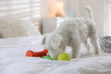 Photo of Cute dog playing with toy on bed at home. Adorable pet