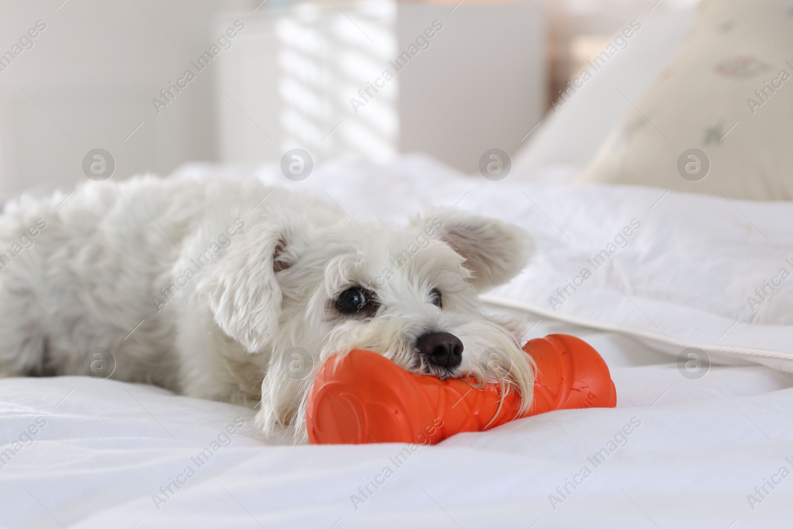 Photo of Cute dog with toy on bed at home. Adorable pet