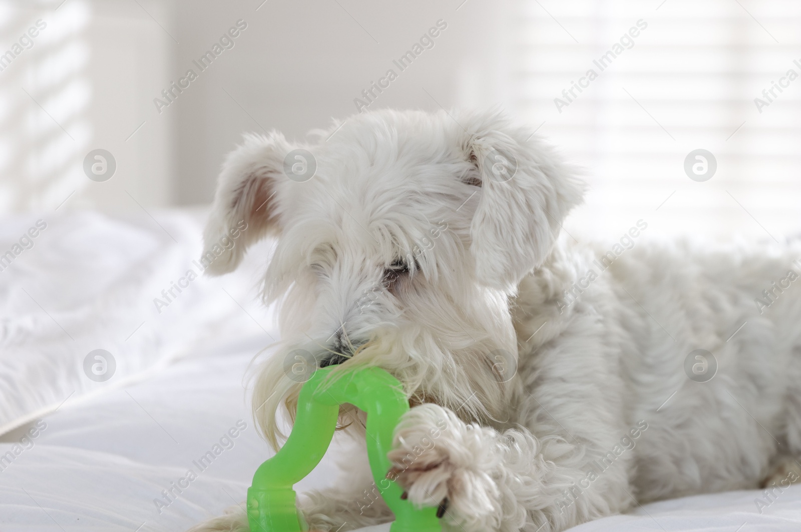 Photo of Cute dog playing with toy on bed at home. Adorable pet