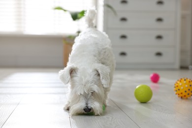 Photo of Cute dog playing with toy at home. Adorable pet