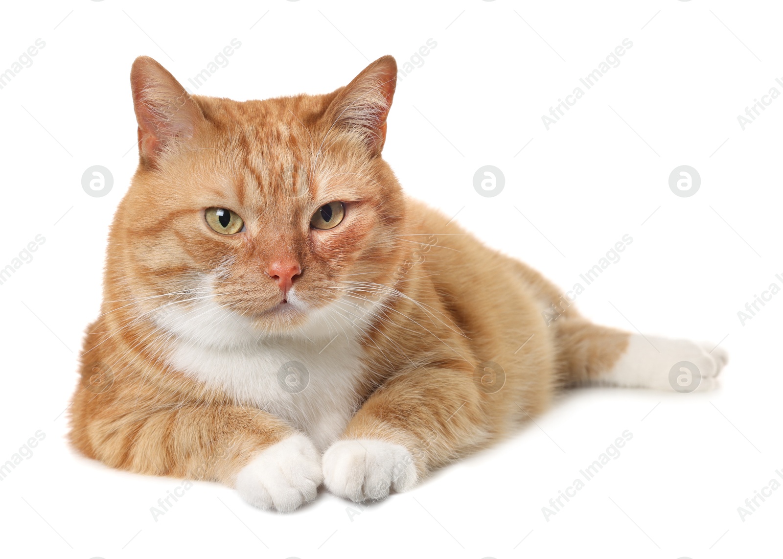 Photo of Cute ginger cat on white background. Adorable pet