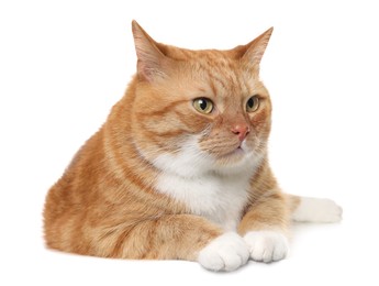 Photo of Cute ginger cat on white background. Adorable pet