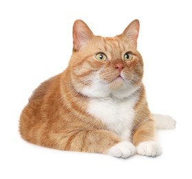 Photo of Cute ginger cat on white background. Adorable pet