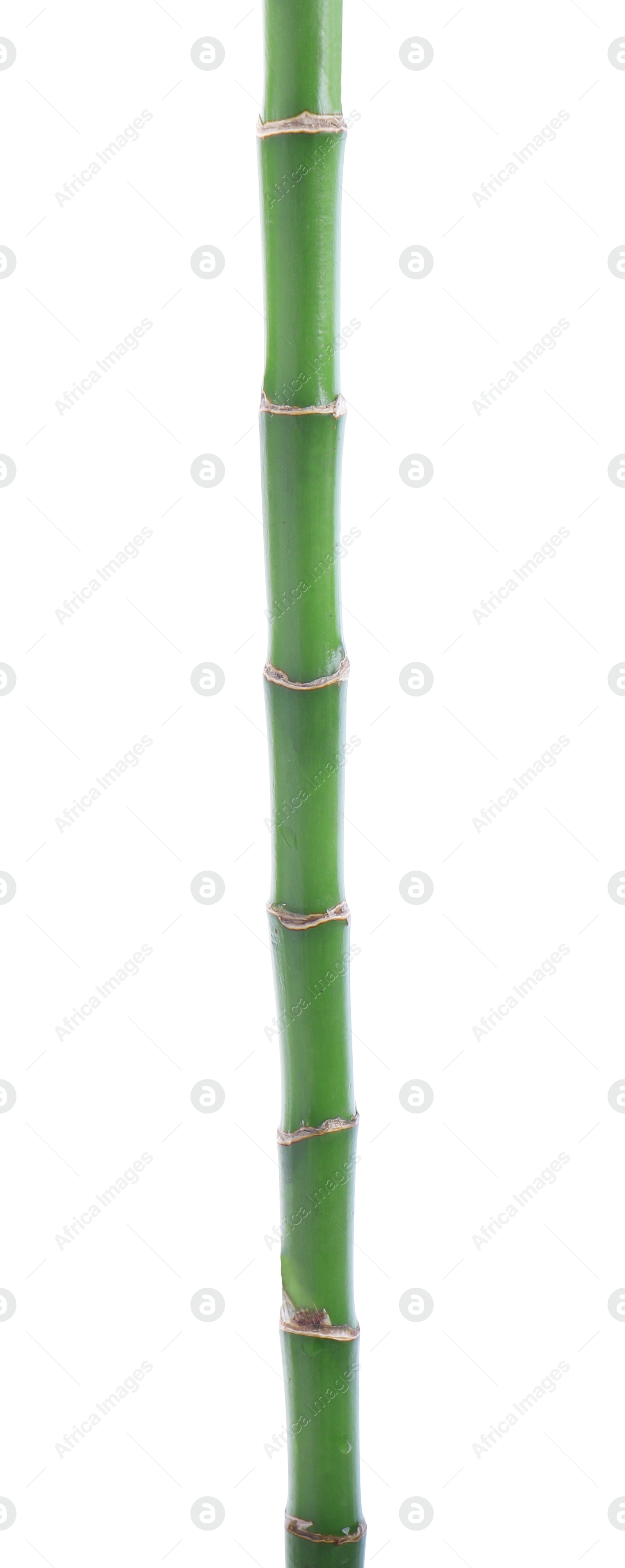 Photo of Stem of decorative bamboo plant isolated on white