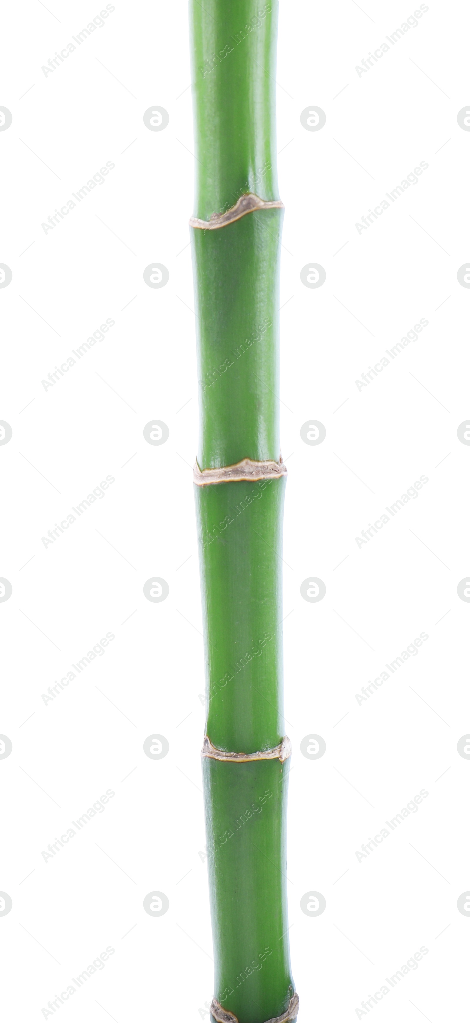 Photo of Stem of decorative bamboo plant isolated on white