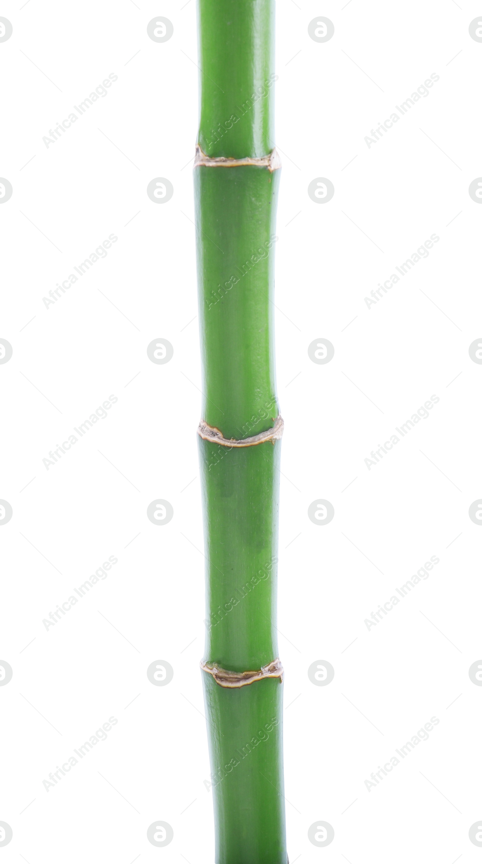 Photo of Stem of decorative bamboo plant isolated on white