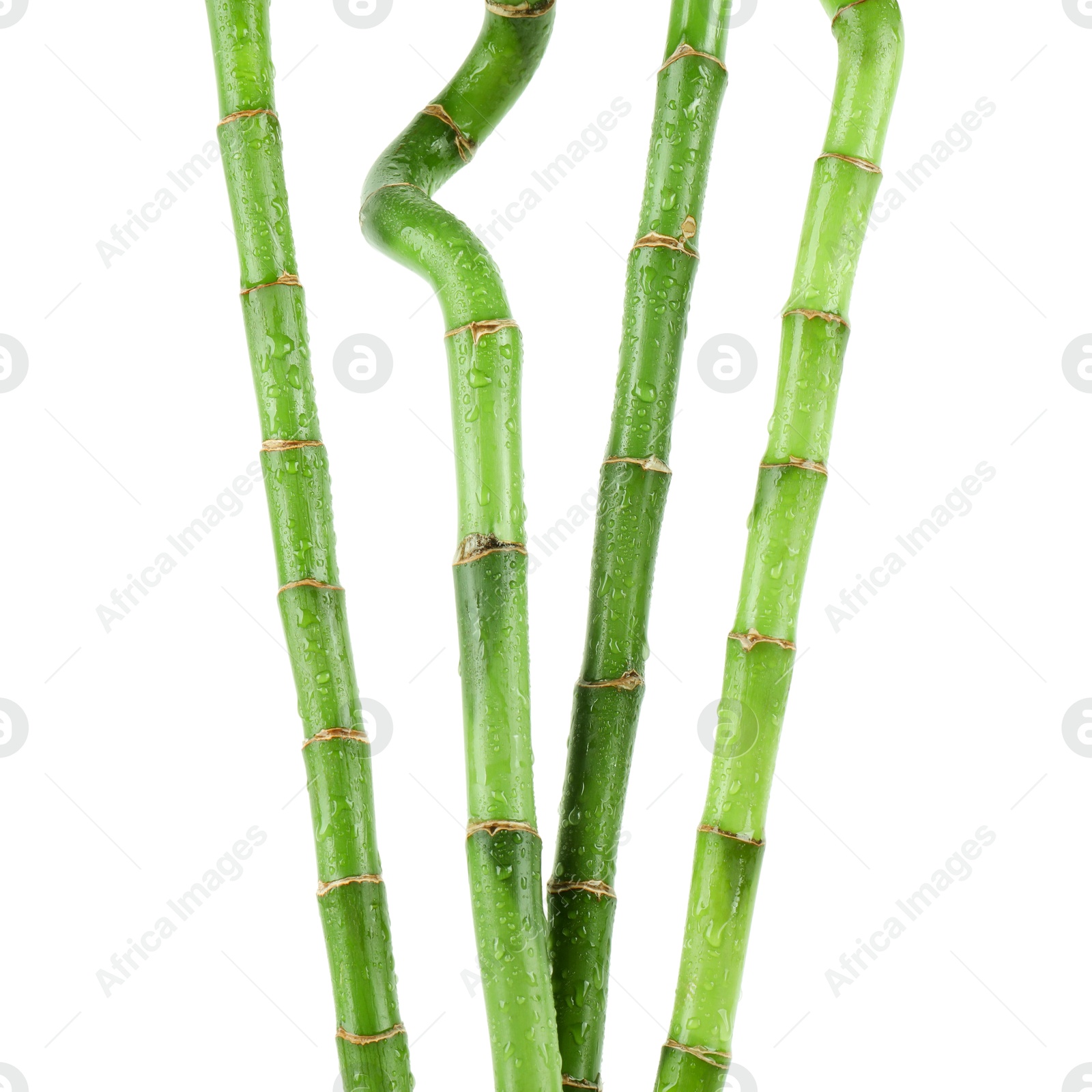 Photo of Stems of decorative bamboo plant isolated on white