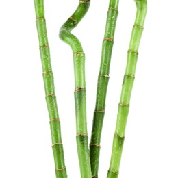 Stems of decorative bamboo plant isolated on white