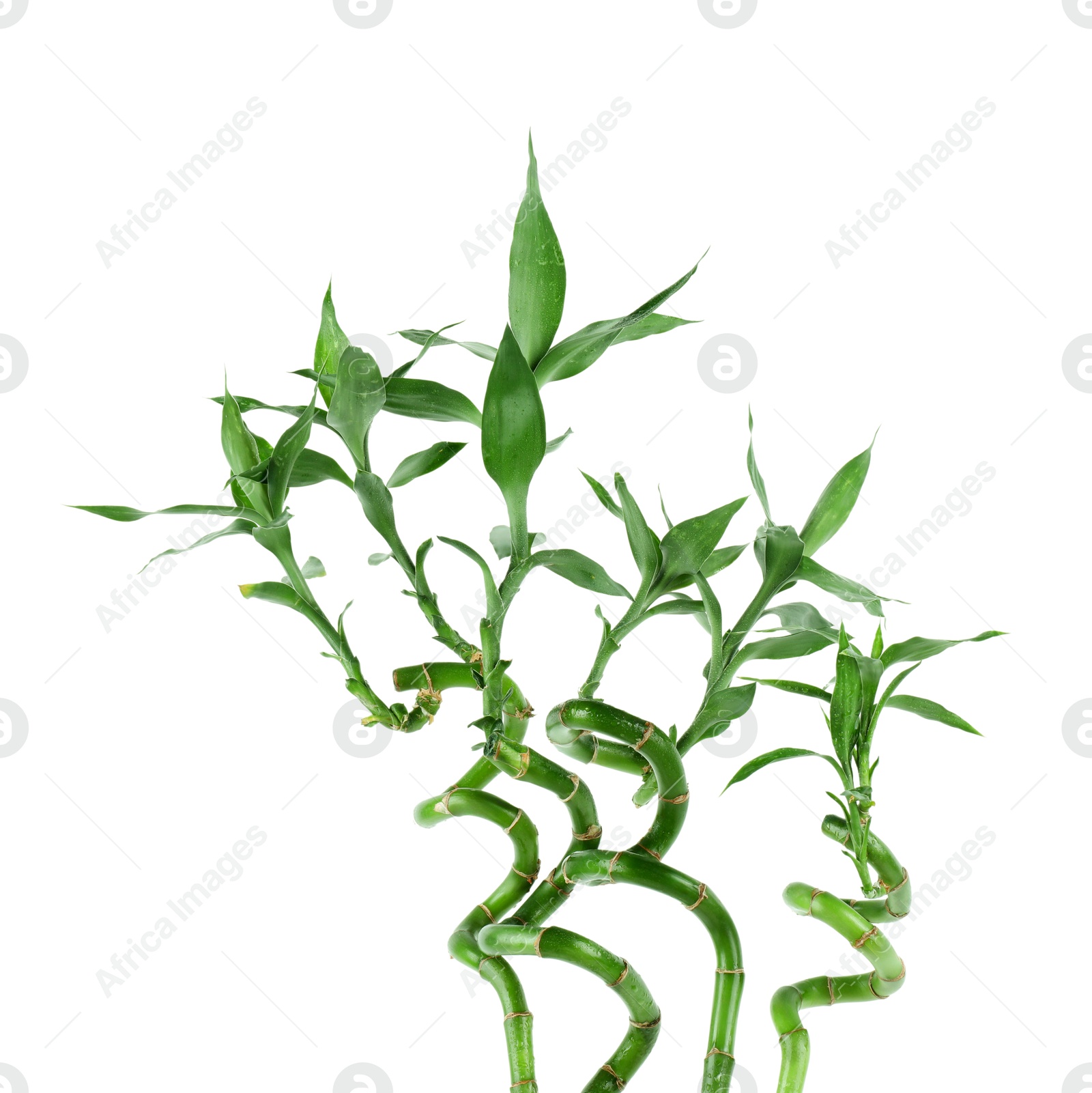 Photo of Stems of decorative bamboo plant isolated on white