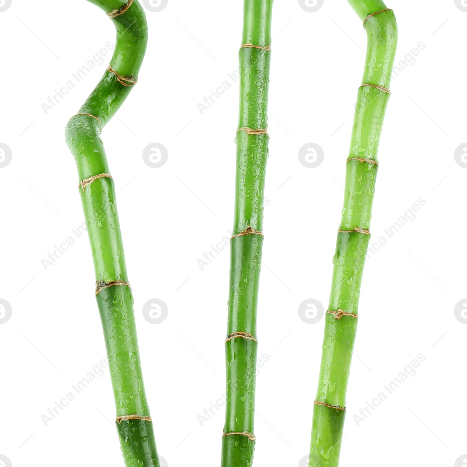 Photo of Stems of decorative bamboo plant isolated on white