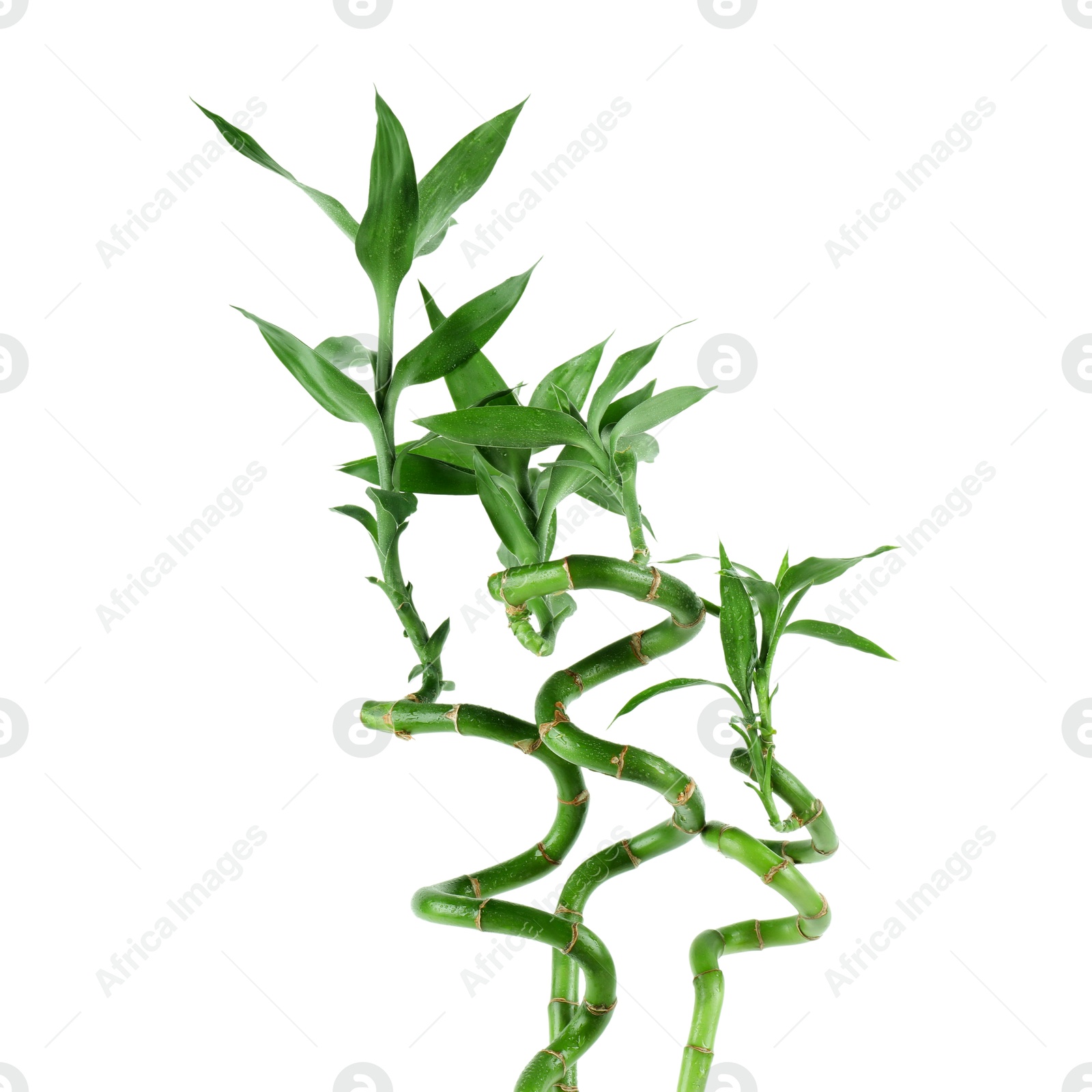 Photo of Stems of decorative bamboo plant isolated on white