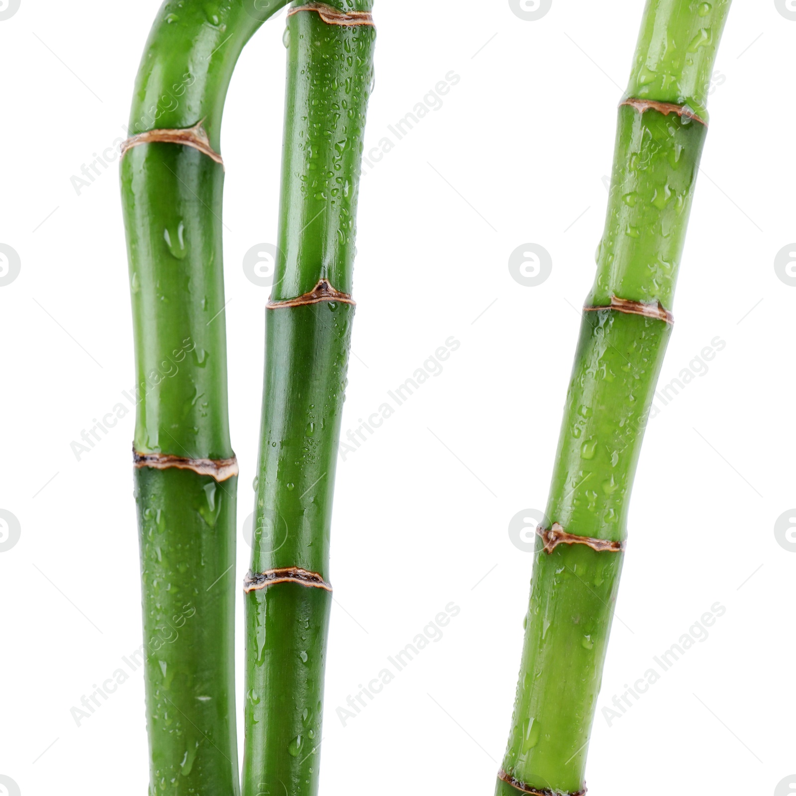 Photo of Stems of decorative bamboo plant isolated on white