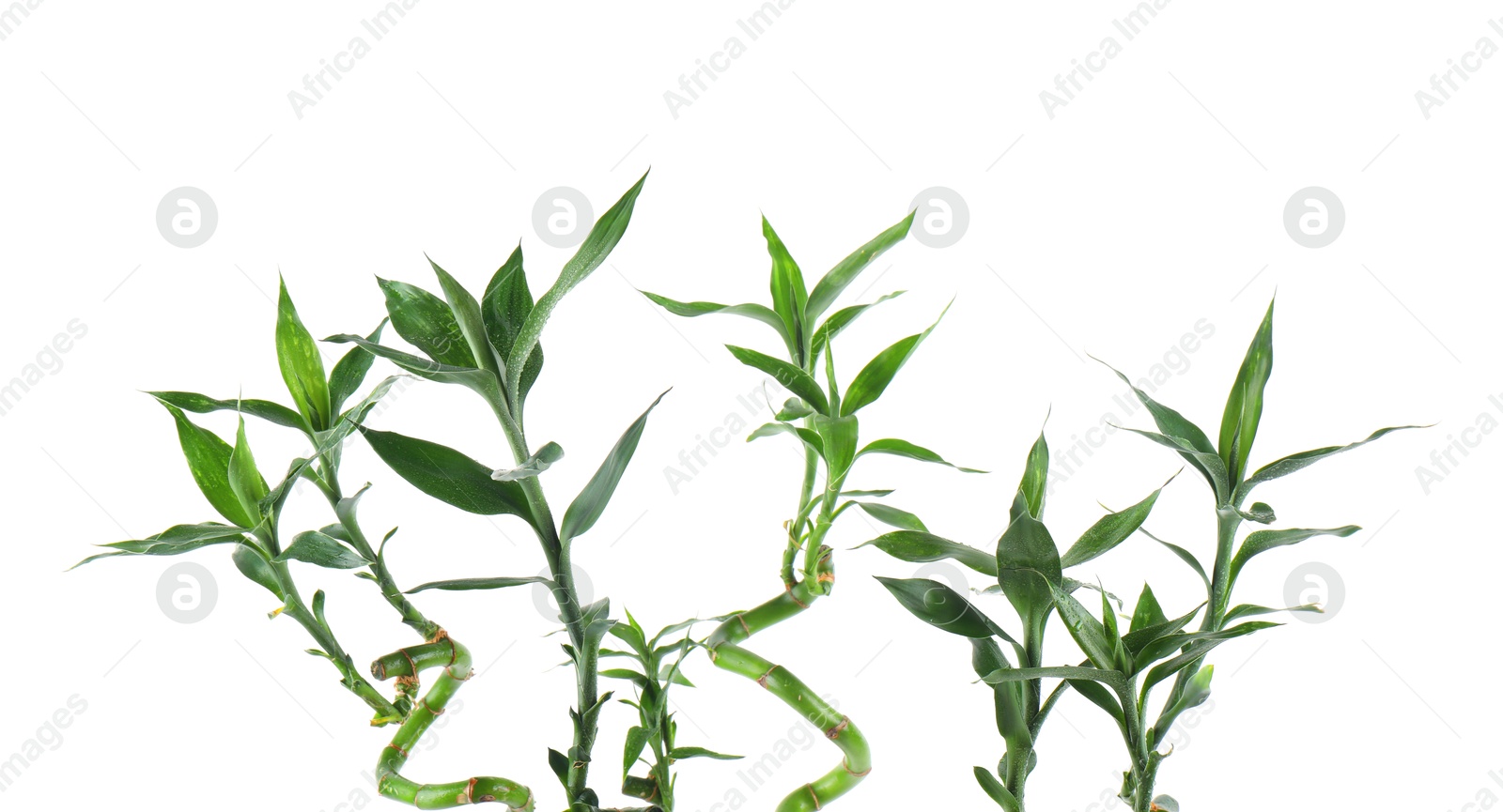 Photo of Stems of decorative bamboo plant isolated on white