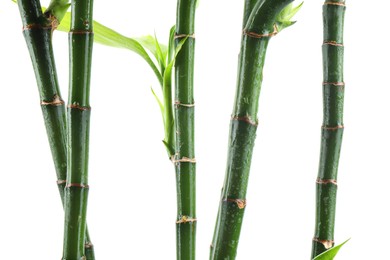 Stems of decorative bamboo plant isolated on white