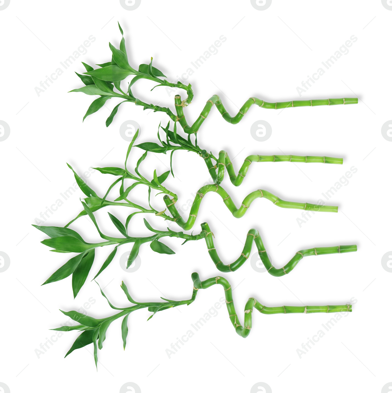 Photo of Stems of decorative bamboo plant isolated on white, top view