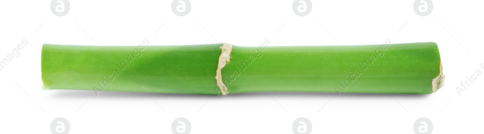 Photo of Piece of decorative bamboo plant isolated on white