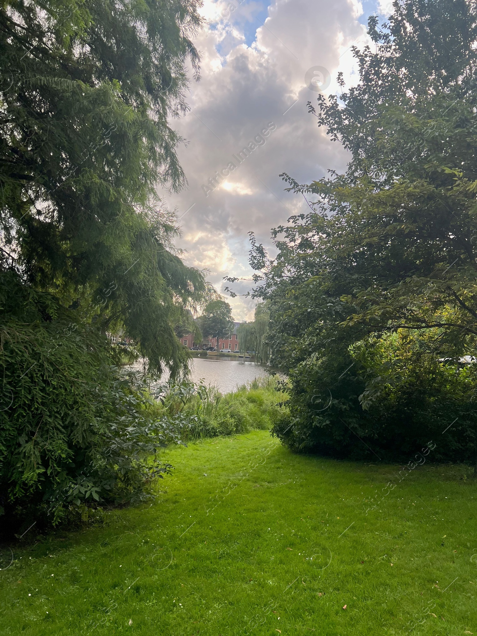 Photo of Beautiful trees with green leaves in park