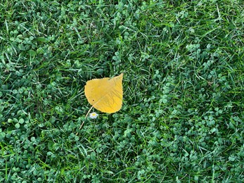 Photo of Beautiful yellow leaf on green grass, top view