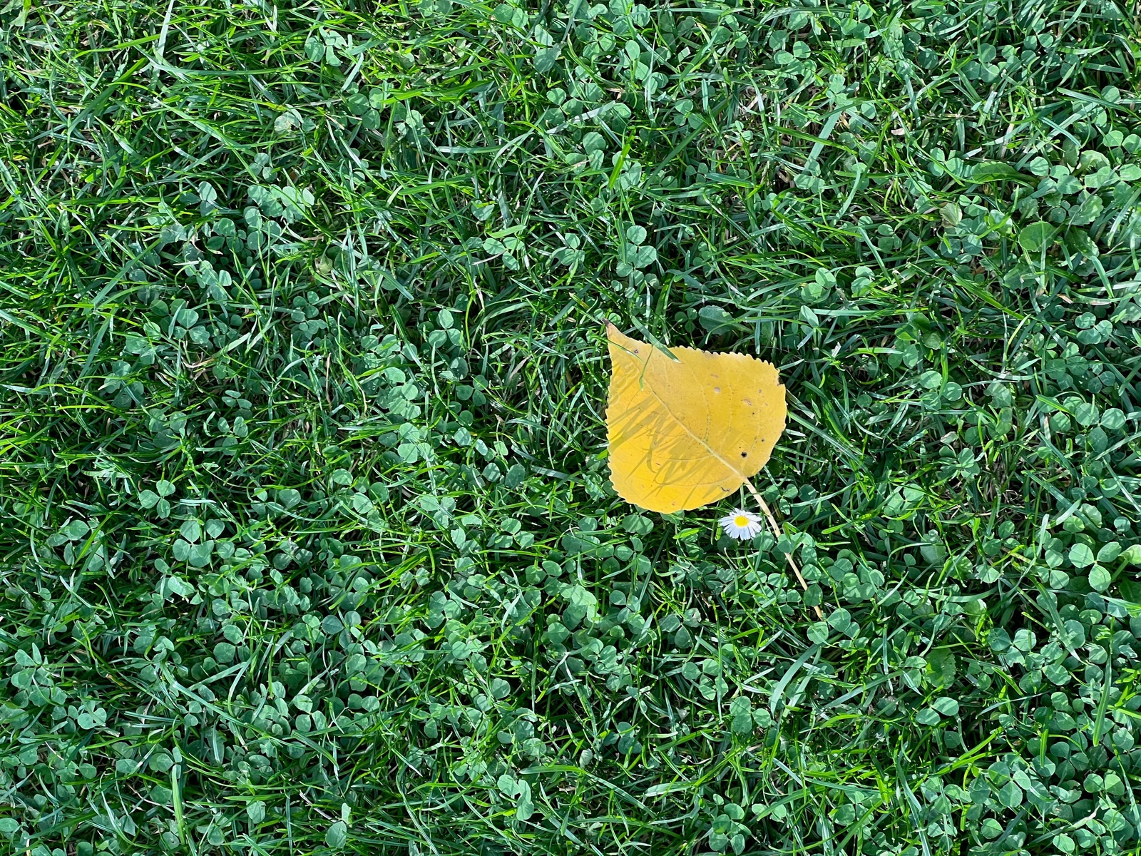 Photo of Beautiful yellow leaf on green grass, top view