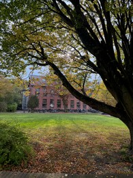 Photo of Beautiful tree and dry fallen leaves in residential area on autumn day