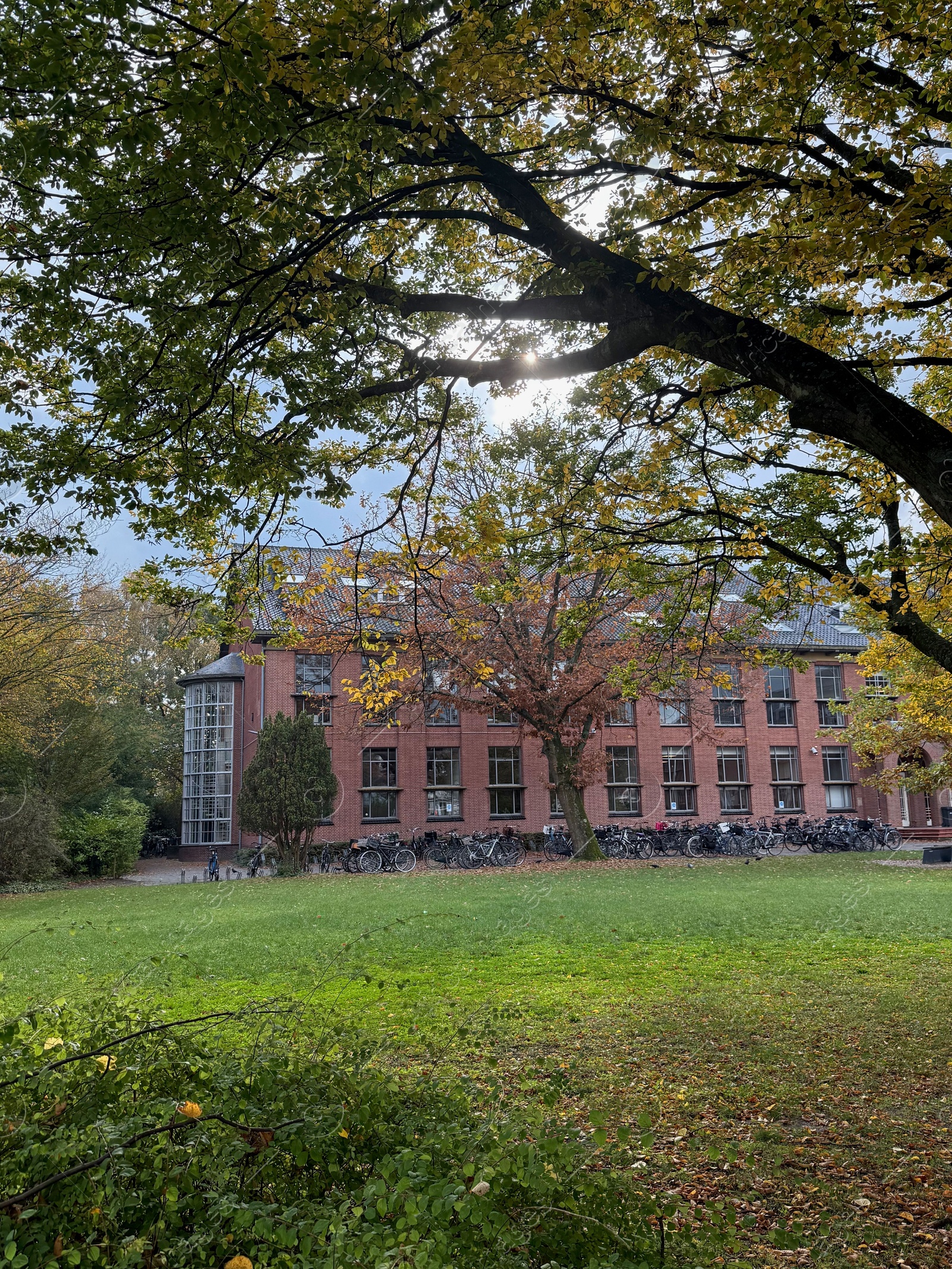 Photo of Beautiful tree and parked bicycles near building on autumn day