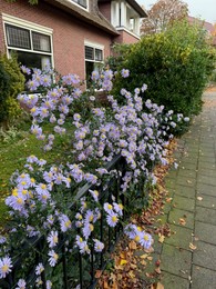 Photo of Beautiful violet flowers and dry fallen leaves in residential area on autumn day