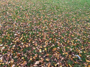 Photo of Beautiful colorful fallen leaves on green grass. Autumn season