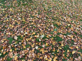 Photo of Beautiful colorful fallen leaves on green grass. Autumn season