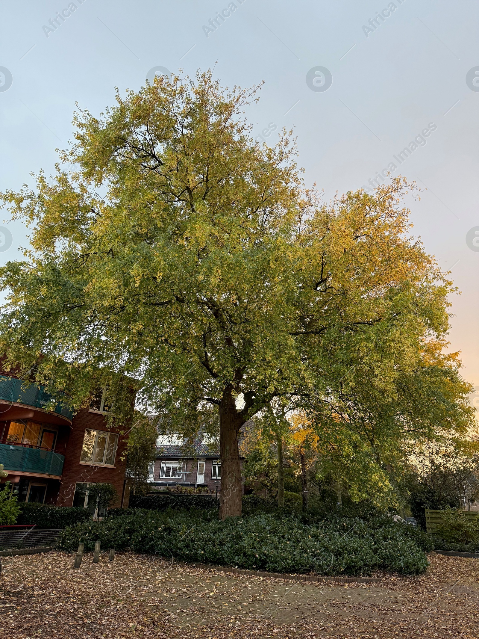 Photo of Beautiful tree and dry fallen leaves in residential area on autumn day