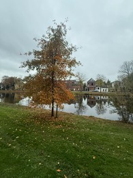 Photo of Trees, fallen leaves, canal and houses on autumn day