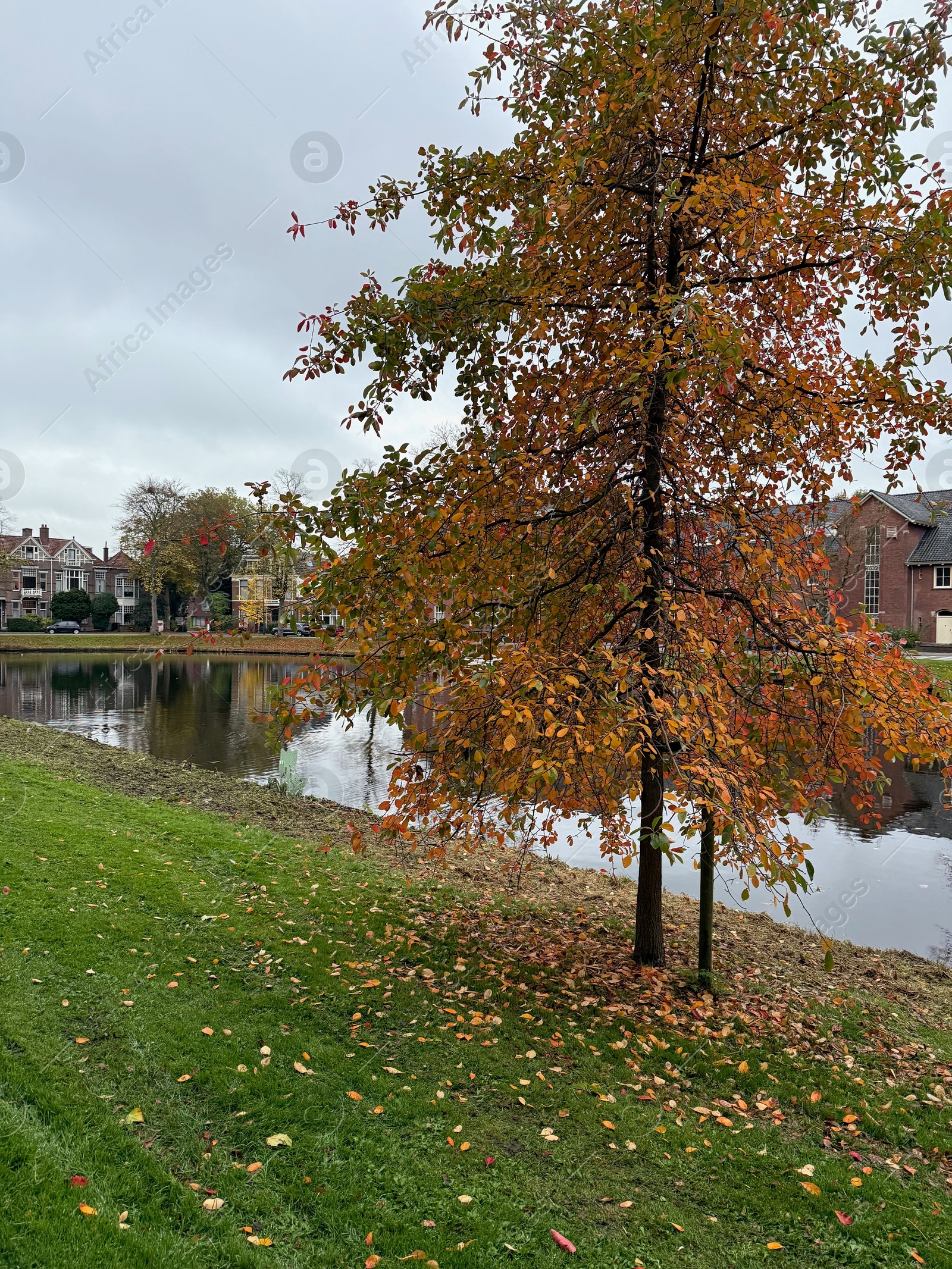 Photo of Trees, fallen leaves, canal and houses on autumn day