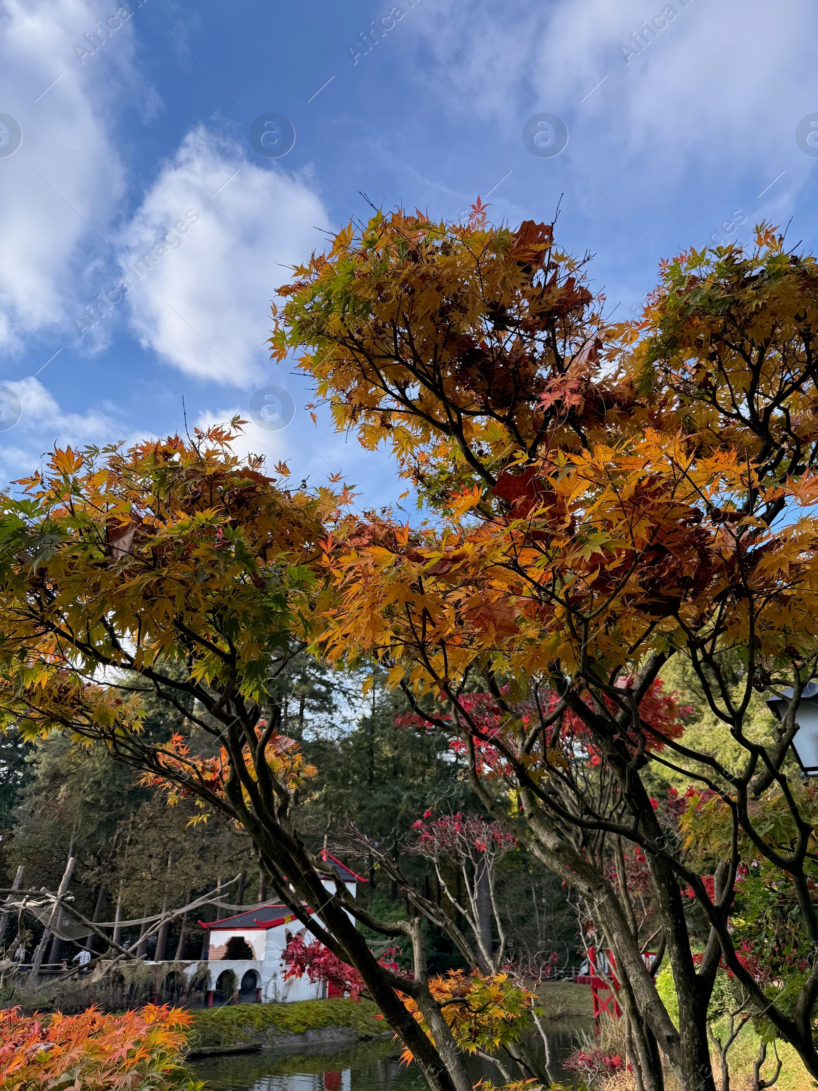 Photo of Tree with colorful leaves in park against blue sky