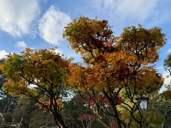 Photo of Tree with colorful leaves in park against blue sky