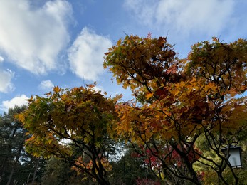 Photo of Tree with colorful leaves in park against blue sky