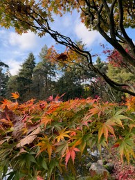 Photo of Tree branch with colorful leaves in park