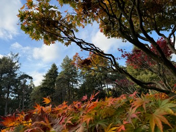 Photo of Tree branch with colorful leaves in park