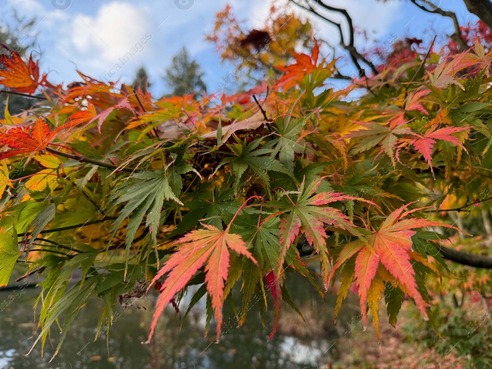 Photo of Tree branch with colorful leaves in park, closeup