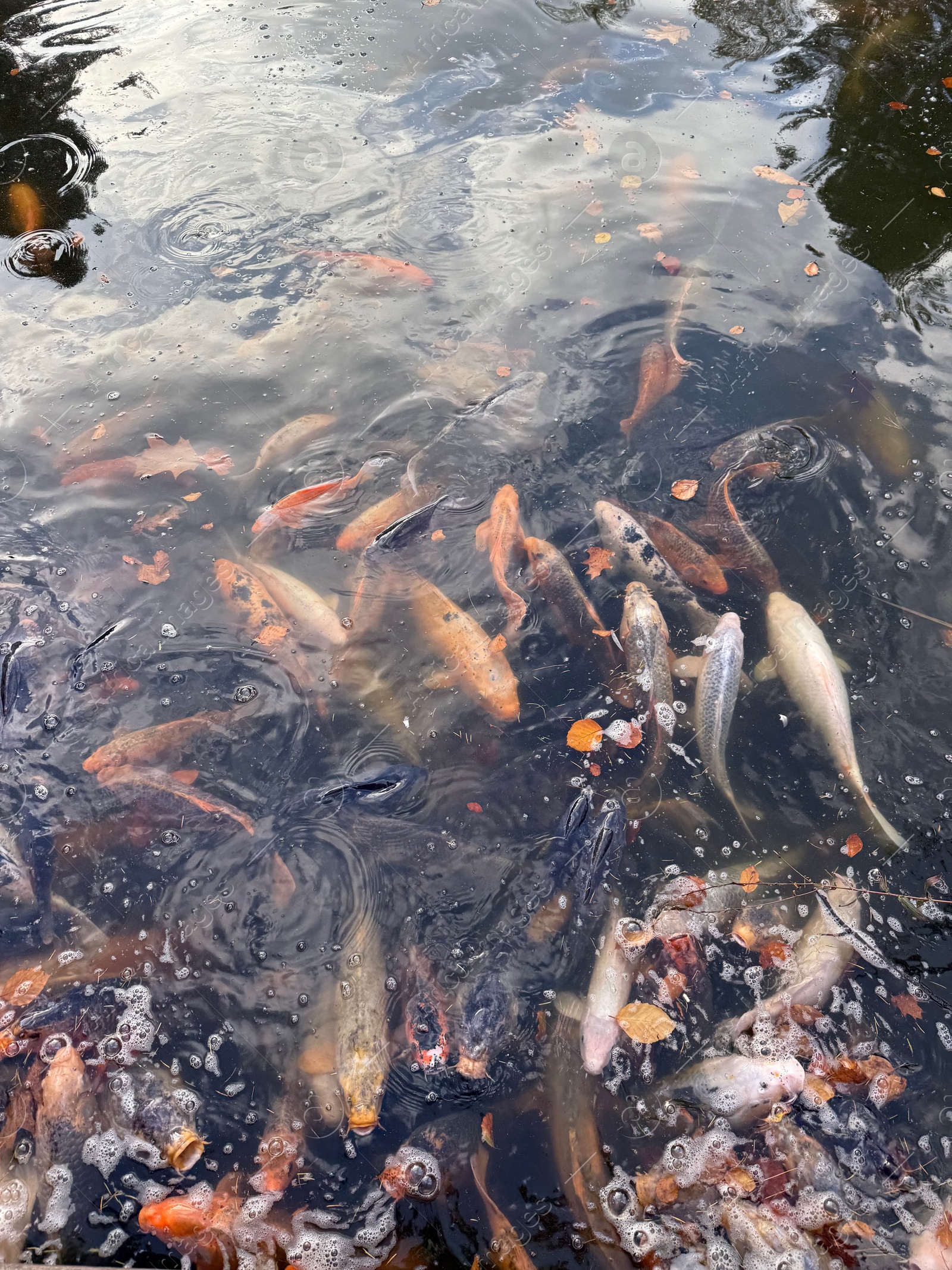 Photo of Beautiful koi carps swimming in pond outdoors