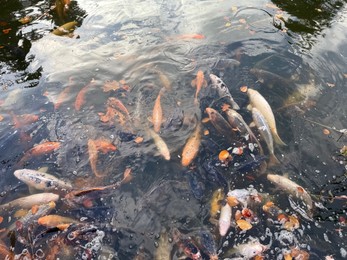 Photo of Beautiful koi carps swimming in pond outdoors