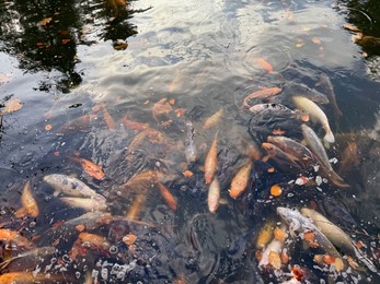 Photo of Beautiful koi carps swimming in pond outdoors